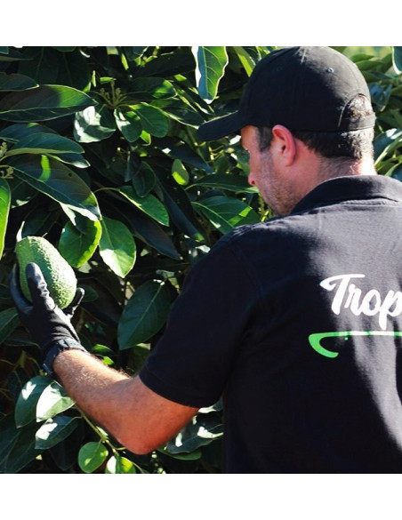 Acheter Avocats Hass et Confiture de Goyave Naturelle | Tropitop