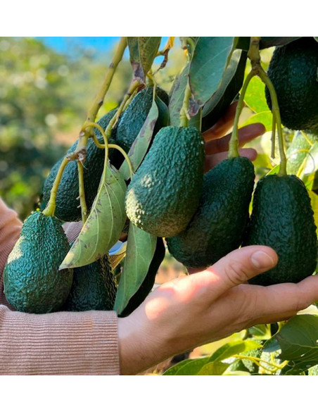 Acheter Avocats Hass et Confiture de Goyave Naturelle | Tropitop