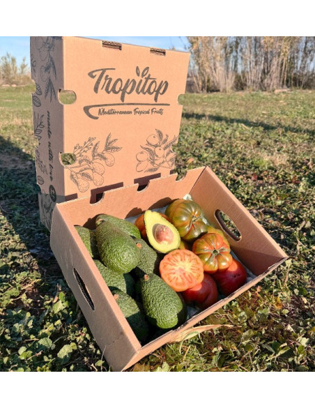 Acheter Avocat Hass et Tomate Raf en ligne chez Tropitop