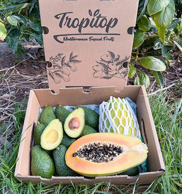 Acheter Avocat Hass et Papayes | Saveur Crémeuse et Exotique chez Tropitop