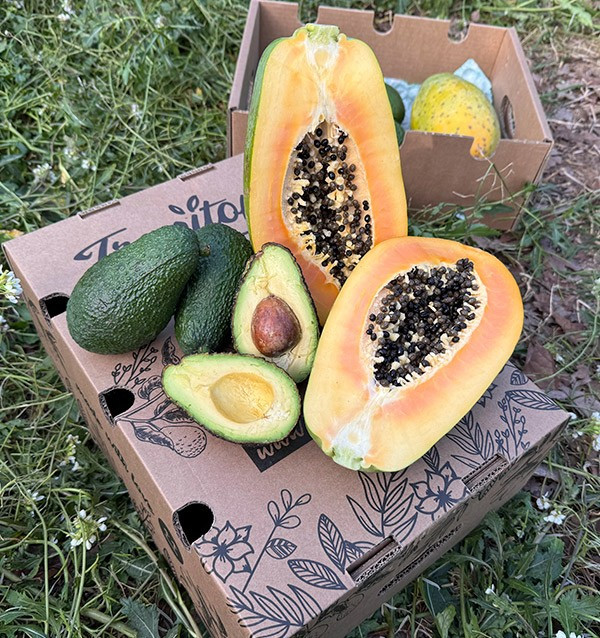 Comprar Aguacate Hass y Papayas | Sabor Cremoso y Exótico en Tropitop