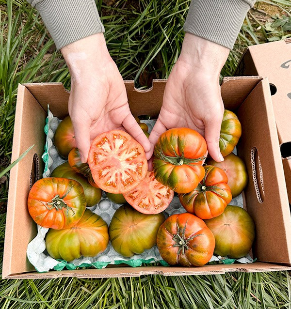 Tomaten Raf online bei Tropitop kaufen