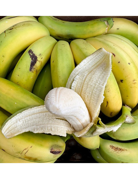 Buy Canarian Bananas Online at Tropitop
