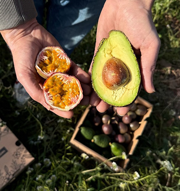 Acquista Frutto della Passione e Avocado Hass | Freschezza e Gusto Esotico su Tropitop