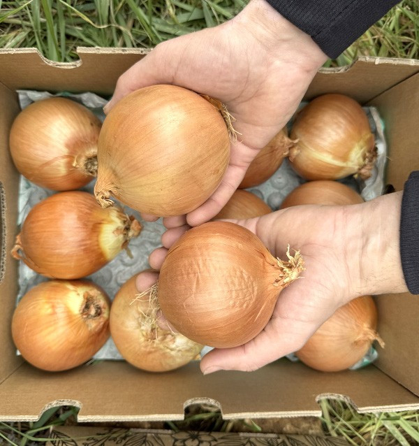 Acheter des Oignons Secs Blancs en Ligne sur Tropitop