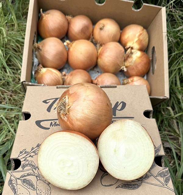 Buy White Dried Onions Online at Tropitop