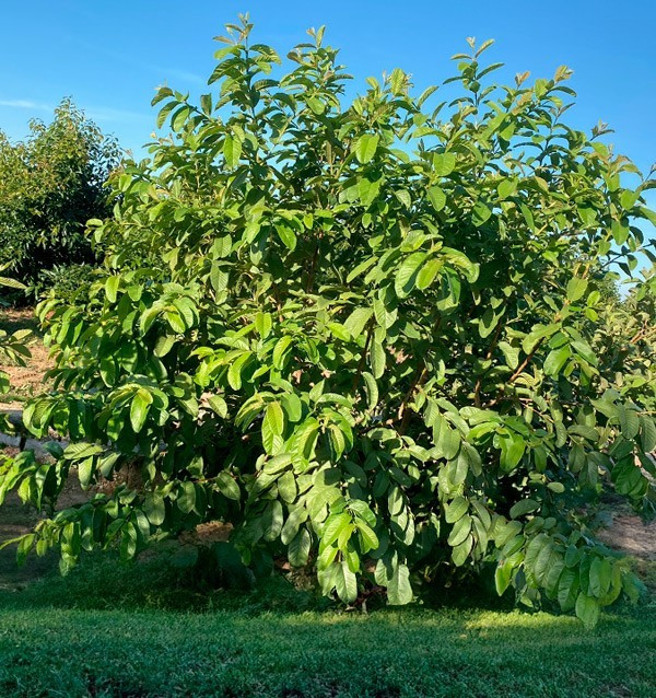Hass-Avocados und Natürliche Guavenmarmelade Kaufen | Tropitop