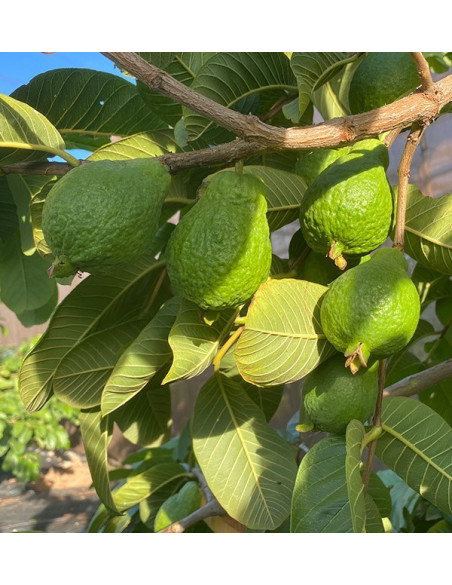 Comprare Avocado Hass e Marmellata di Guava Naturale | Tropitop