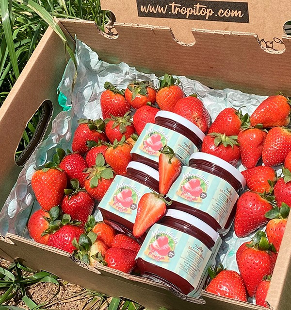 Comprar Mermelada de Fresa Artesanal | Tropitop