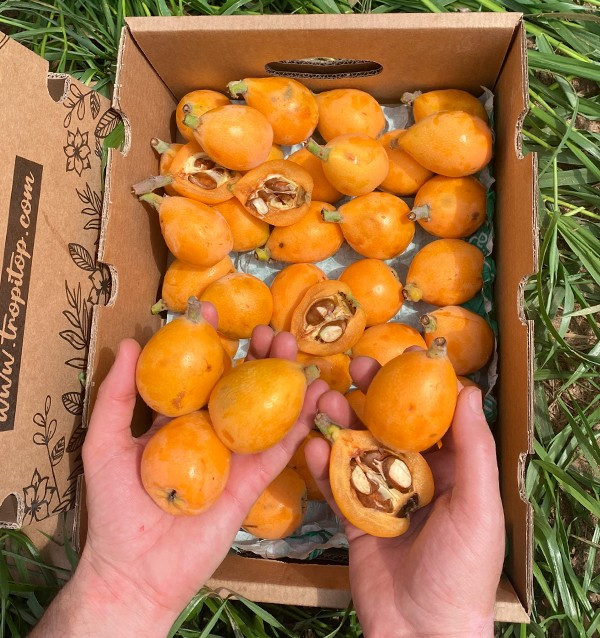 Buy Loquats Online at Tropitop