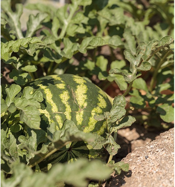 Gestreifte Wassermelone online kaufen bei Tropitop