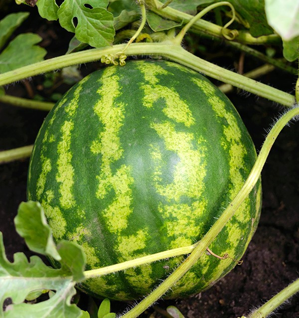 Gestreifte Wassermelone online kaufen bei Tropitop