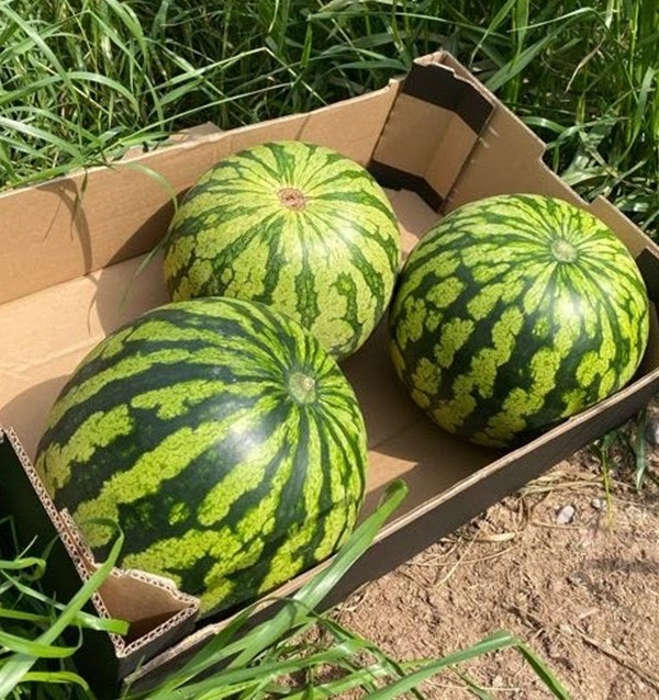 Buy Striped Watermelon Online at Tropitop