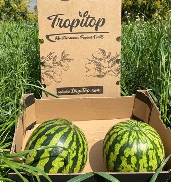 Compra Anguria Striata Online su Tropitop