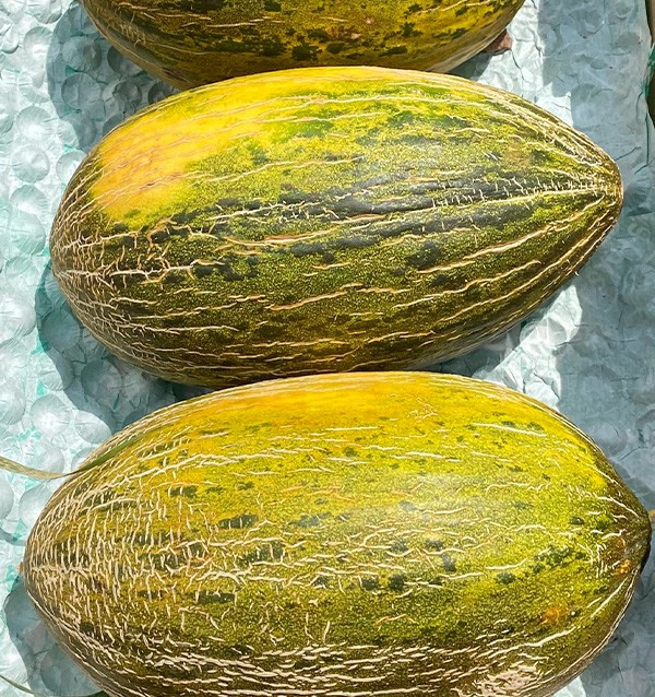 Buy Piel de Sapo Melon Online at Tropitop