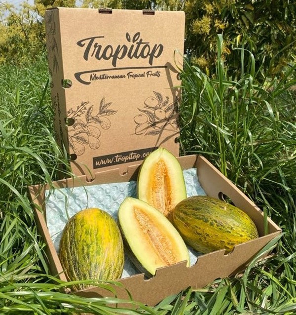 Compra online Melone verde spagnolo su Tropitop