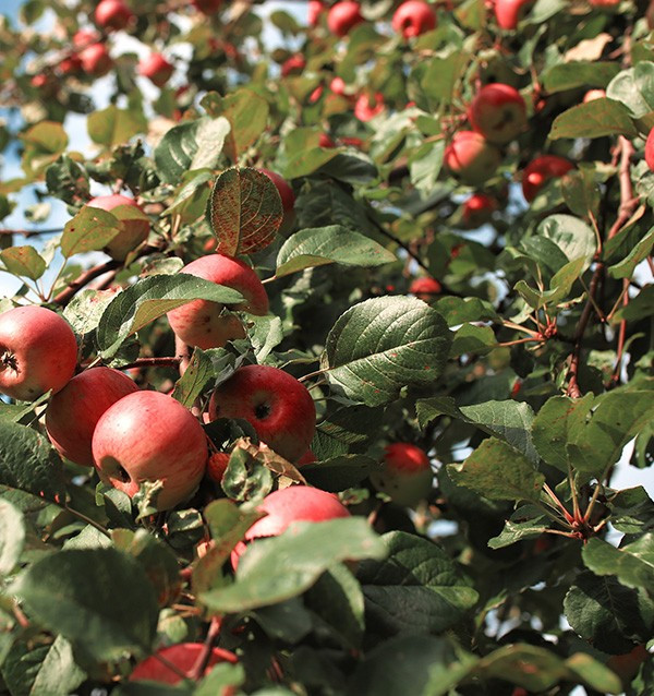 Buy Hass Avocados and Fuji Apples Online | Tropitop