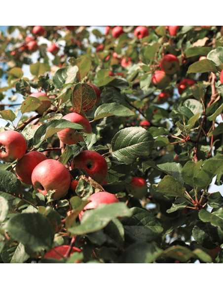 Buy Hass Avocados and Fuji Apples Online | Tropitop