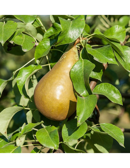 Acheter des Poires en Ligne | Tropitop