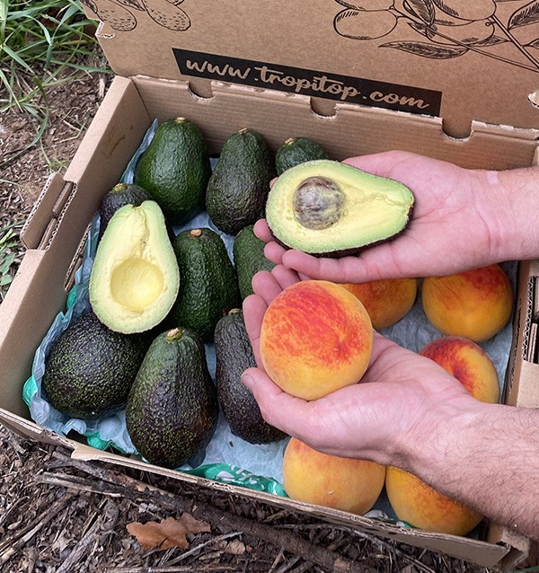 Avocados Hass und Gelbe Pfirsiche Online Kaufen | Tropitop