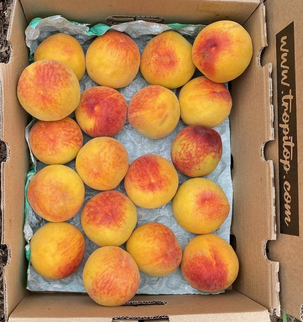 Comprar Pêssego Amarelo Online | Fruta Fresca de Época