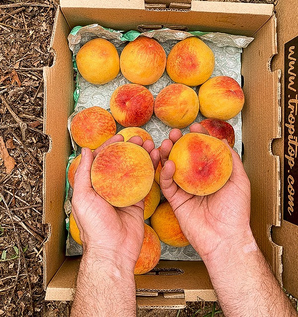 Buy Yellow Peaches Online | Seasonal Fruit Direct from the Farmer