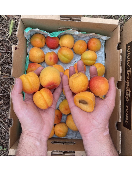 Comprar Albaricoques Online en Tropitop | Fruta de Temporada