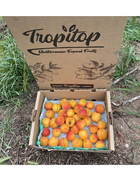 Acquista Albicocche Online | Frutta di Stagione dal Produttore
