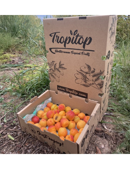 Acquista Albicocche Online | Frutta di Stagione dal Produttore