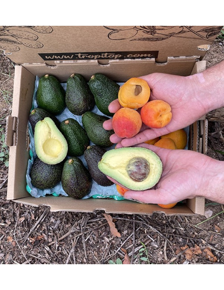 Acquista Avocado Hass e Albicocche Online | Tropitop