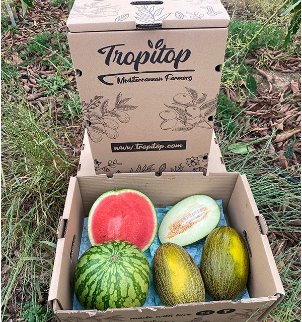 Gestreifte Wassermelone & Piel de Sapo Melonen online kaufen | Tropitop