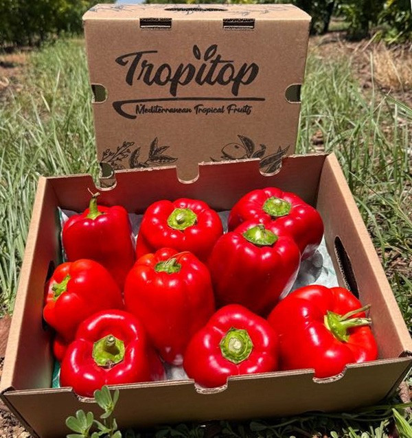 Comprar Pimentos Vermelhos Morrón Online | Pimentos para Assar | Tropitop