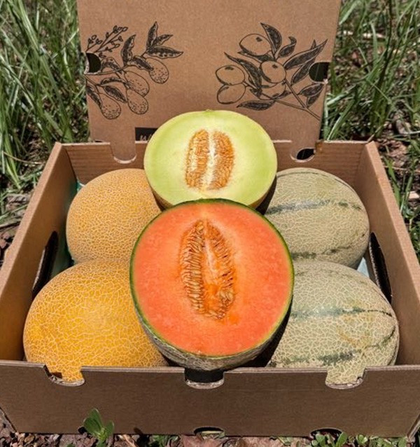 Galia und Cantaloupe Melonen online kaufen | Frisches Melonenpaket | Tropitop