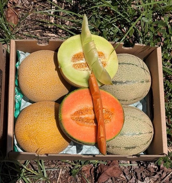 Comprar Melão Galia e Cantalupo Online | Pack de melões frescos | Tropitop