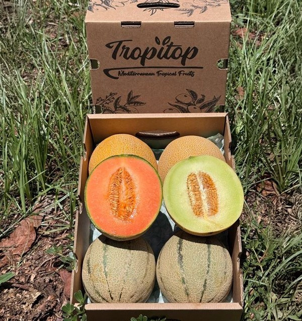 Compra Online Melone Cantalupo | Dolce e di Stagione | Tropitop