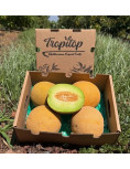 Melon Galia