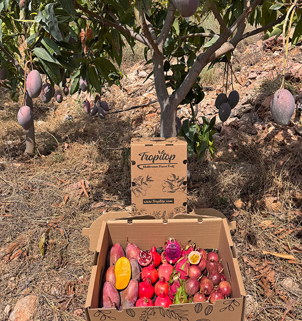 Tropenpaket kaufen: Fruta de la Pasión, Pitahaya, Mango und Granatapfel | Tropitop
