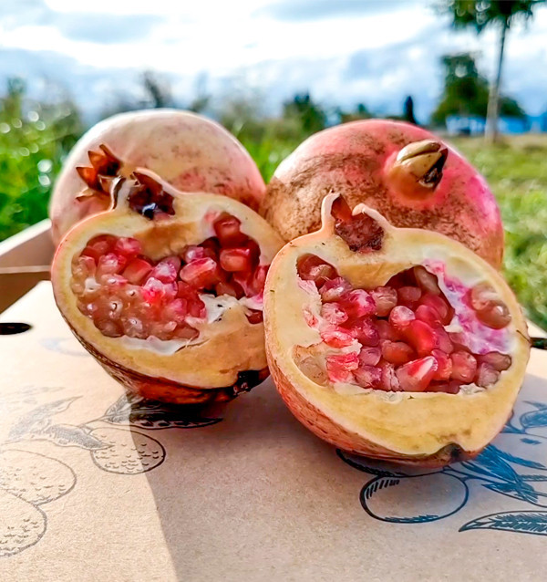 Buy pomegranates online at Tropitop