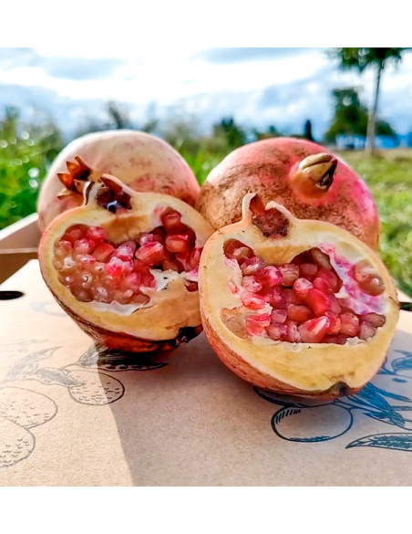 Buy pomegranates online at Tropitop