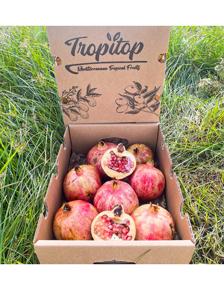 Granatäpfel online bei Tropitop kaufen