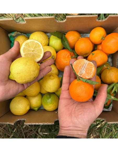 Tangerinas e limões direto do campo para sua casa