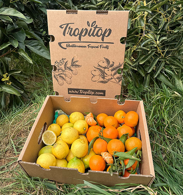 Tangerinas e limões direto do campo para sua casa