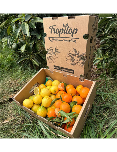 Mandarini e limoni direttamente dal campo a casa tua