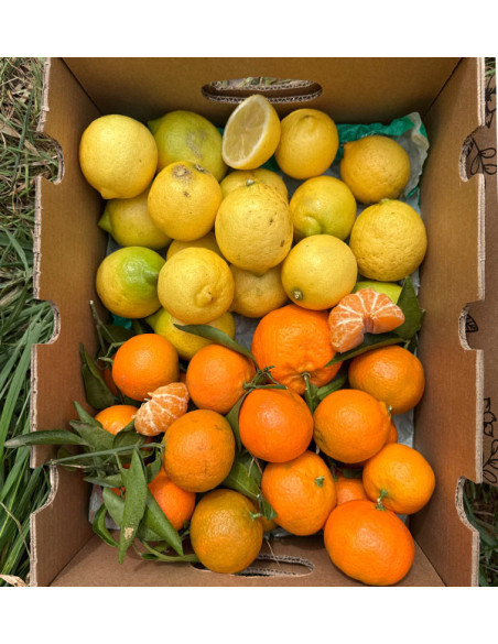 Mandarini e limoni direttamente dal campo a casa tua