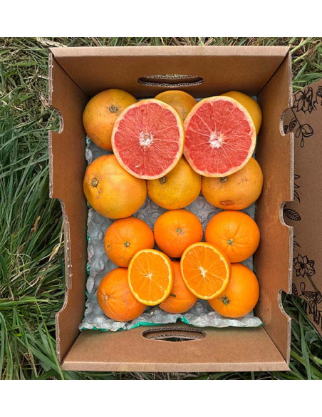 Achetez des pamplemousses et des oranges directement du fermier