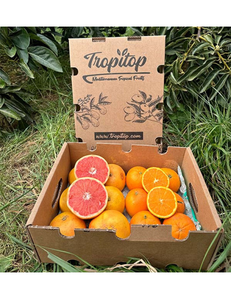 Kaufen Sie Grapefruits und Orangen direkt vom Bauern