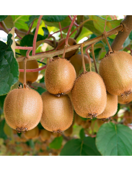 Kiwis und Hass-Avocados online bei Tropitop kaufen