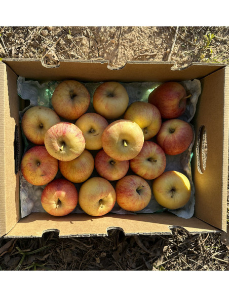 Acheter des Pommes Fuji en Ligne | Tropitop