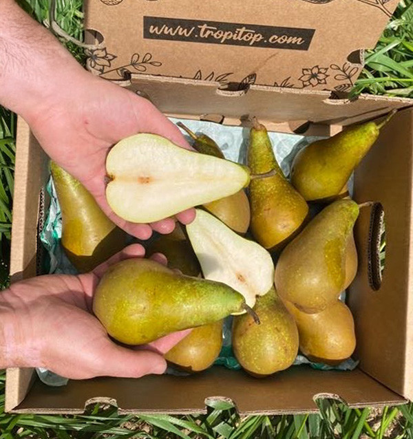 Buy Pears Online | Tropitop