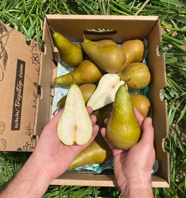 Buy Pears Online | Tropitop